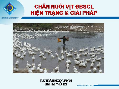 Chăn nuôi thủy cầm ĐBSCL hiện trạng và giải pháp