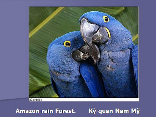 Kỳ quan Nam Mỹ. Amazon rain Forest. 010