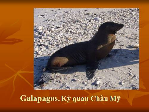 Kỳ quan châu Mỹ. Galapagos Island.  004