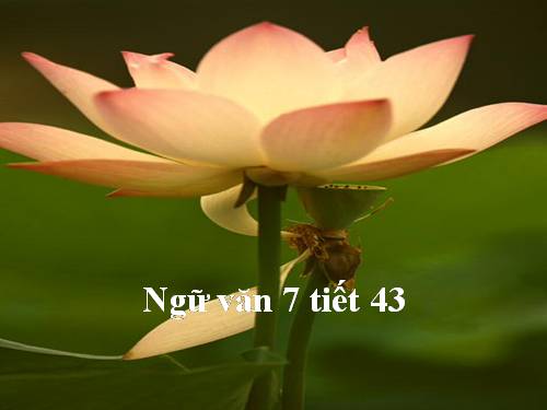 Bài 11. Từ đồng âm