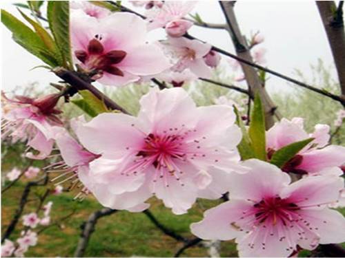 Bài 15. Mùa xuân của tôi