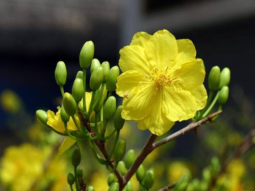 Ảnh phong cảnh