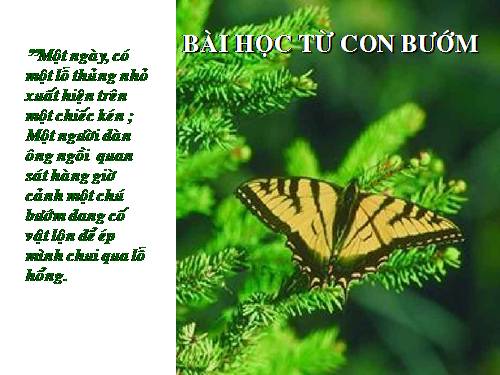 Bài học từ con bướm