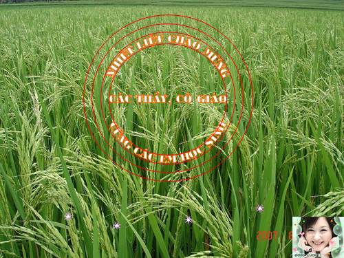 Bài 14. Một thứ quà của lúa non: Cốm