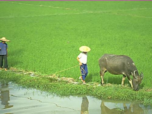 Bài 14. Một thứ quà của lúa non: Cốm