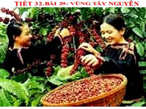 Bài 29. Vùng Tây Nguyên (tiếp theo)