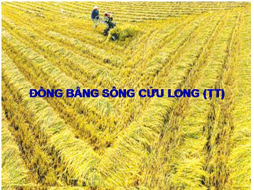 Bài 36. Vùng Đồng bằng sông Cửu Long (tiếp theo)