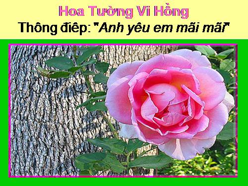 HOA VÀ Ý NGHĨA CỦA HOA, HOA VÀ TÌNH YÊU