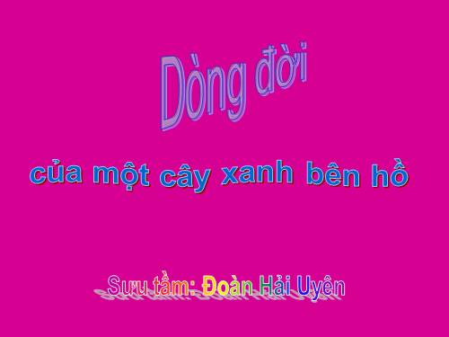 DÒNG ĐỜI CỦA MỘT CÂY XANH BÊN HỒ TÂY.