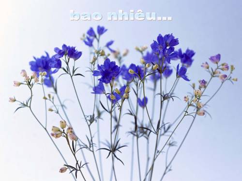 BAO NHIÊU THÌ ĐỦ