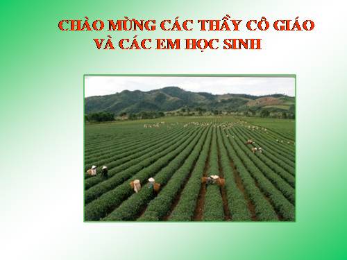 Bài 29. Vùng Tây Nguyên (tiếp theo)