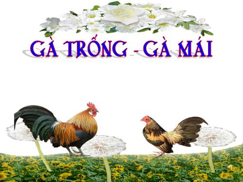 nha tre