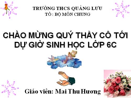 Tiet 50 : Hat tran - cay thong