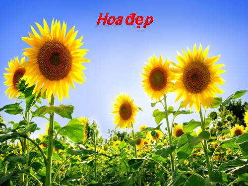 Cac Loai Hoa đep Lop9a1 THCS TQB 2017