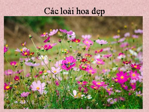 Các loài hoa đẹp