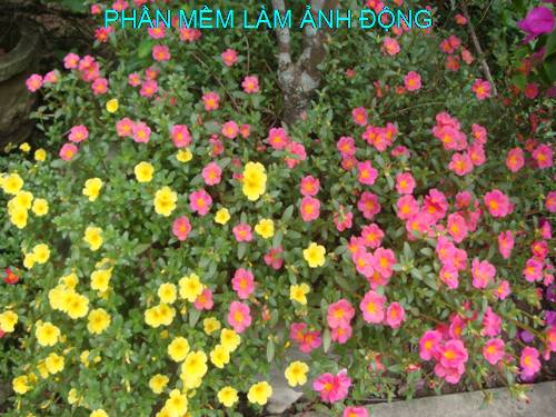 Phần mềm làm ảnh động