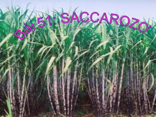 Bài 51. Saccarozơ