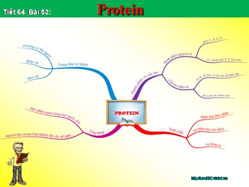 Bản đồ tư duy_bài 53_ PROTEIN