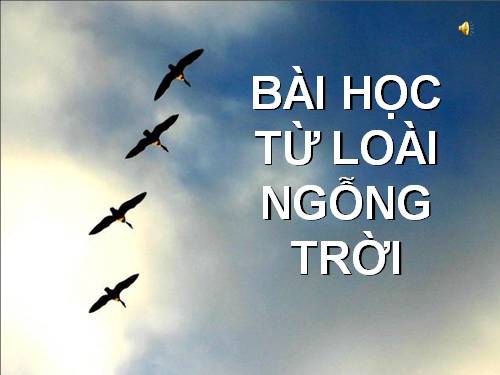 Bài học Ngỗng trời