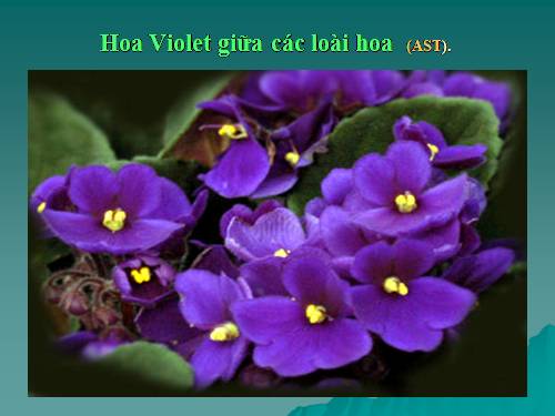 MT: ST Hoa Violet giữa các loài hoa.