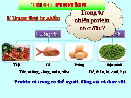 Bài 53. Protein