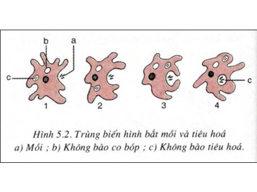 tranh sinh hoc 7 tu 1-20