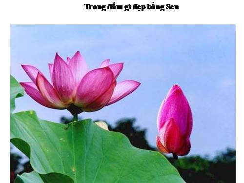 tiết 33 : các loài hoa