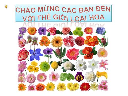 tin hoc 9 Các loài hoa