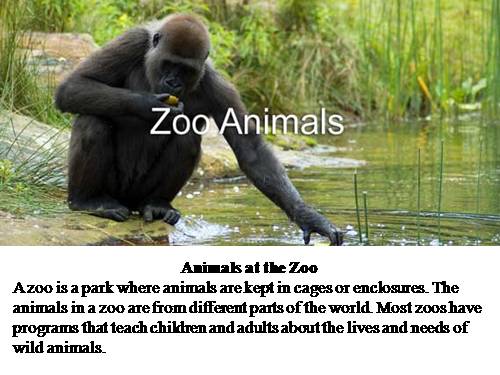 ZOO ANIMALS