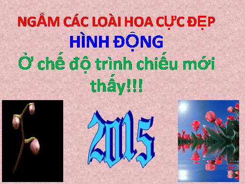 CÁC LOÀI HOA CỰC ĐẸP - HÌNH ĐỘNG