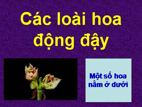 HOA ĐỘNG ĐẬY