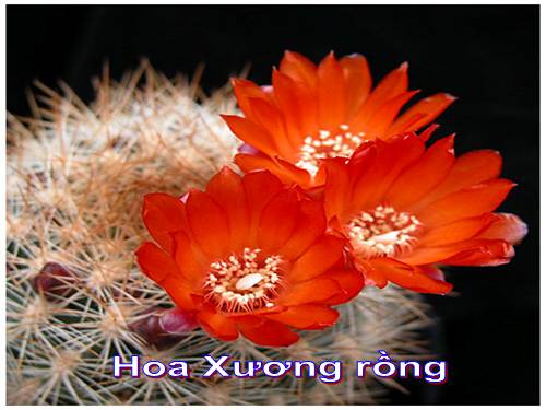 47 hoa xương rồng