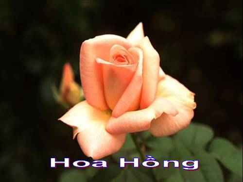 47 bông hoa hồng