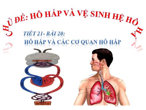 Bài 20. Hô hấp và các cơ quan hô hấp