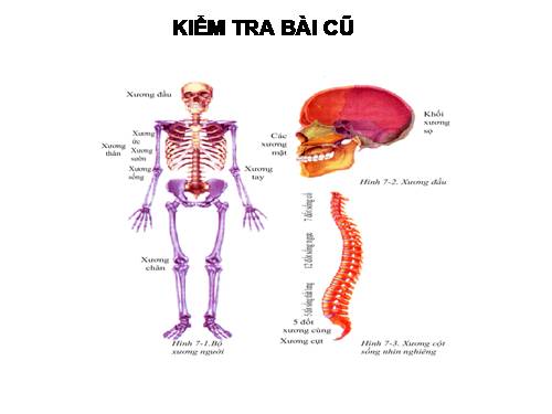 Bài 8. Cấu tạo và tính chất của xương