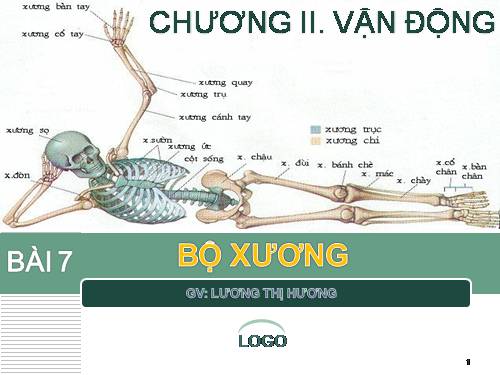 Bài 7. Bộ xương