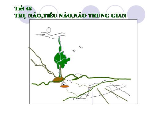 Bài 46. Trụ não. Tiểu não. Não trung gian