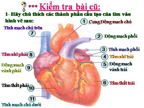 Bài 18. Vận chuyển máu qua hệ mạch. Vệ sinh hệ tuần hoàn