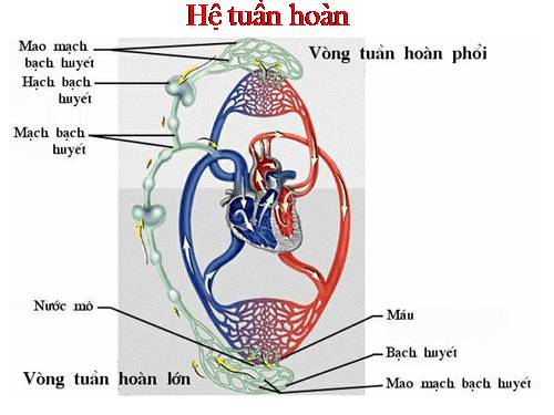 Bài 13. Máu và môi trường trong cơ thể