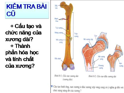 Bài 9. Cấu tạo và tính chất của cơ