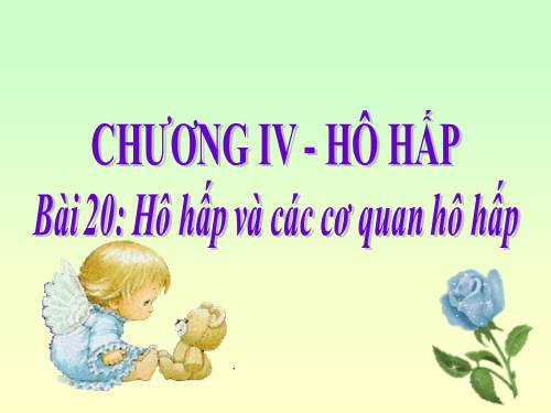 Bài 20. Hô hấp và các cơ quan hô hấp