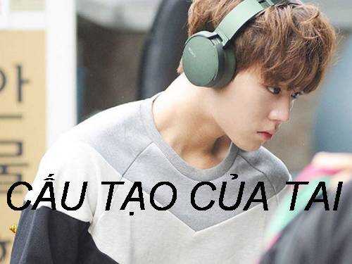 Bài 51. Cơ quan phân tích thính giác