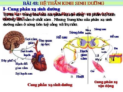 Bài 48. Hệ thần kinh sinh dưỡng