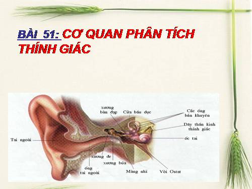 Bài 51. Cơ quan phân tích thính giác