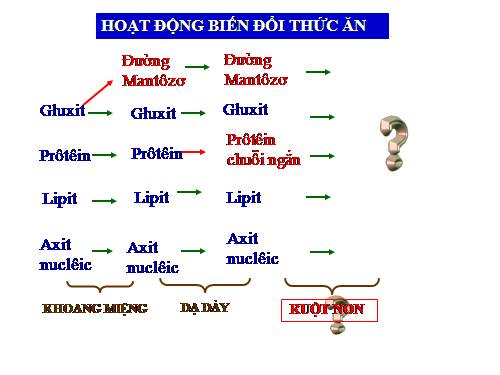 Bài 28. Tiêu hóa ở ruột non