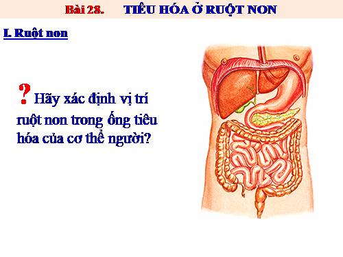 Bài 28. Tiêu hóa ở ruột non