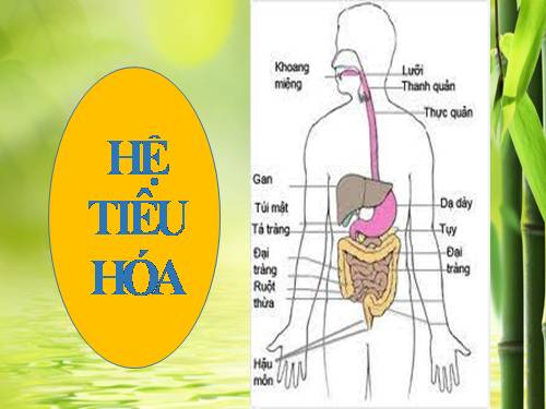 Bài 24. Tiêu hóa và các cơ quan tiêu hóa