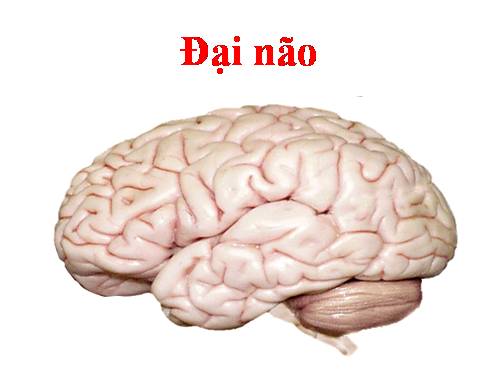 Bài 47. Đại não