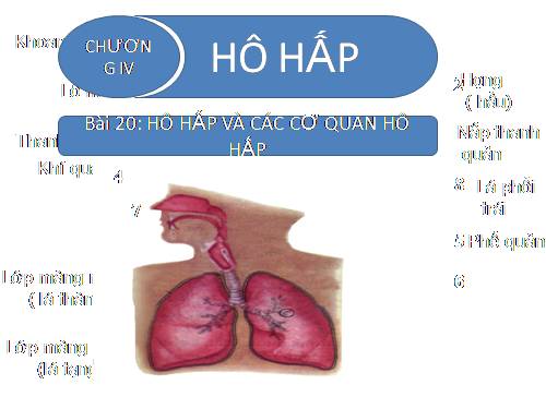 Bài 20. Hô hấp và các cơ quan hô hấp