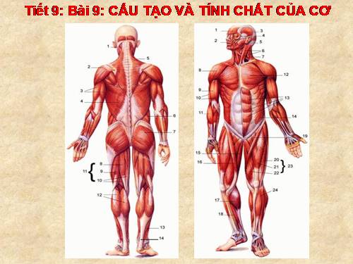 Bài 9. Cấu tạo và tính chất của cơ